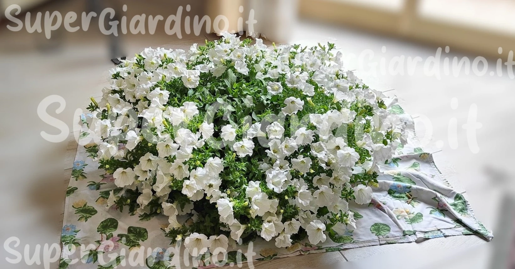 Come curare la Surfinia