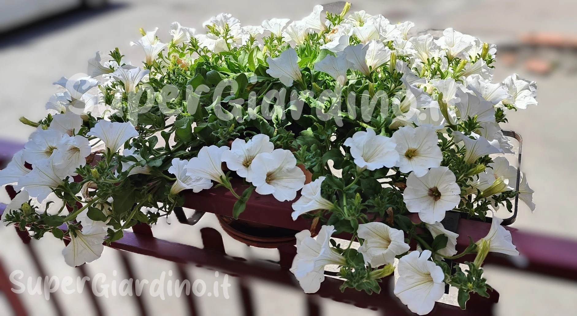 Come curare la Surfinia