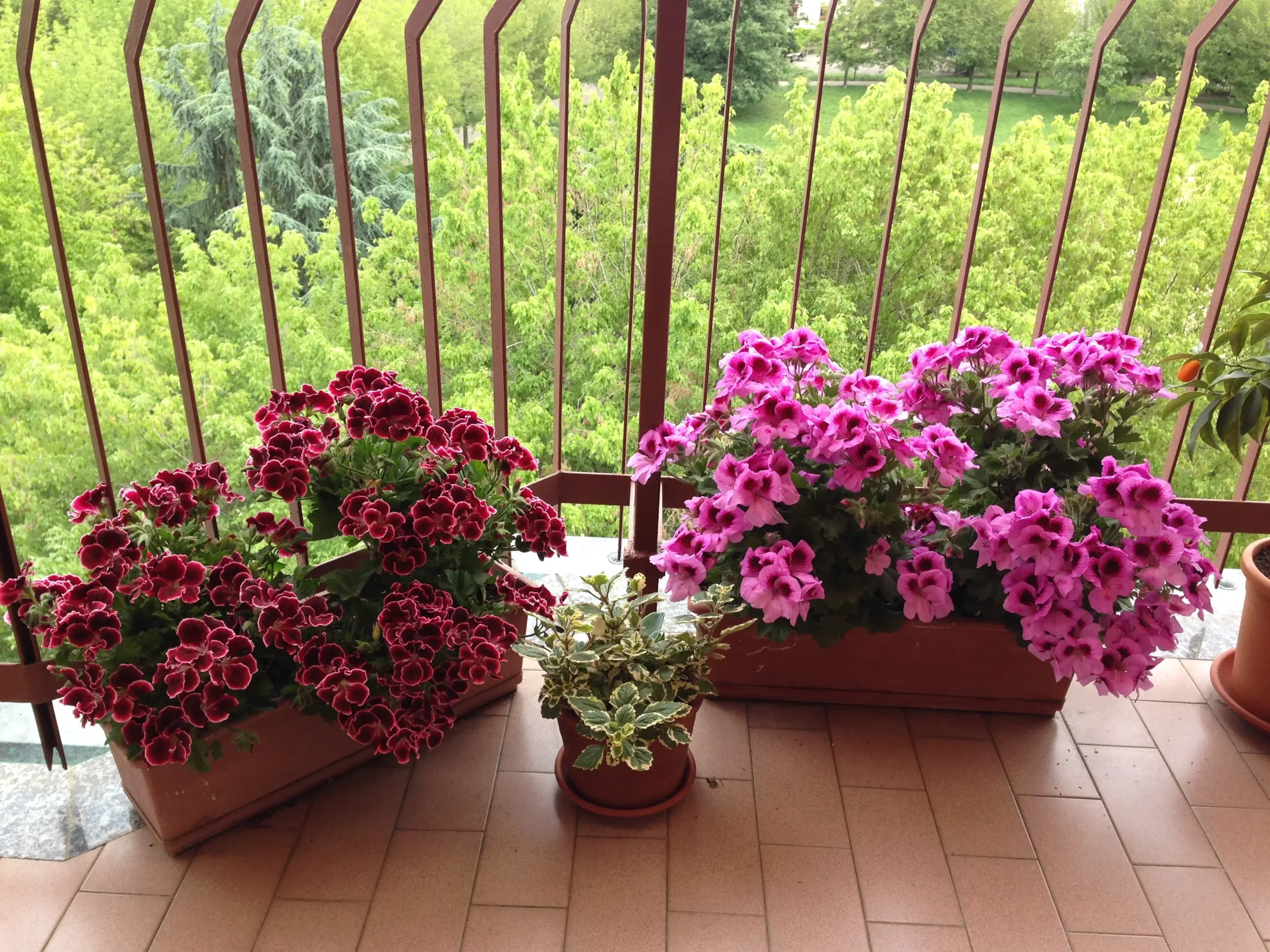 Cosa piantare a maggio: fiori, ortaggi e consigli utili