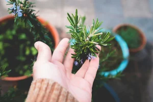 Le migliori piante aromatiche da coltivare in vaso