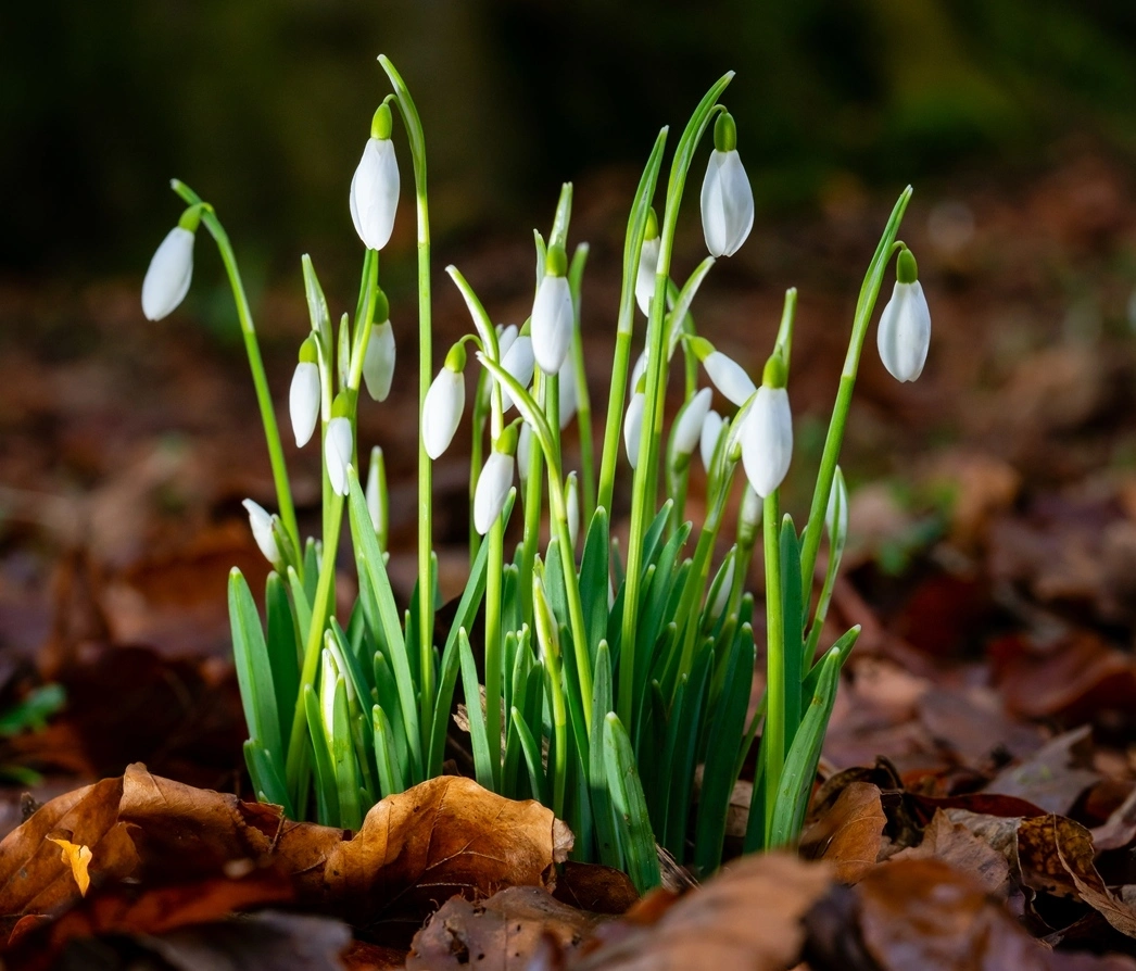 bucaneve-giardino-fiorito-tutto-l_anno