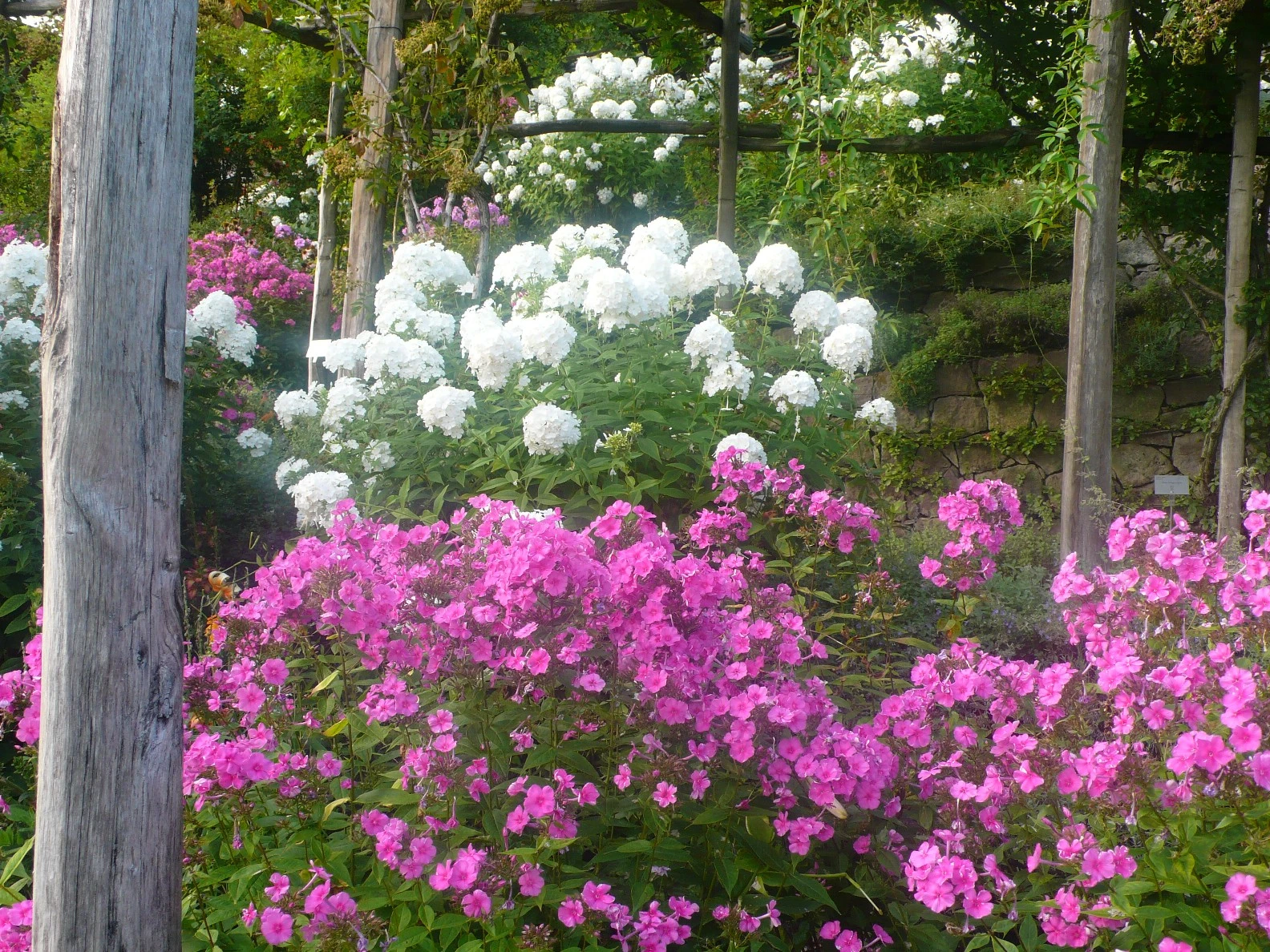 Giardino fiorito tutto l’anno: quali fiori scegliere ogni mese
